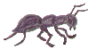 ant