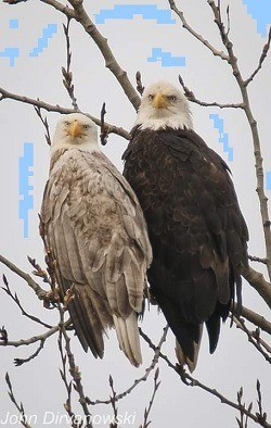 bald eagle mates