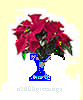 Poinsettias